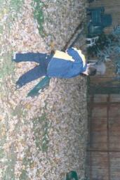 FALLLEAVES0001