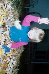 FALLLEAVES0011
