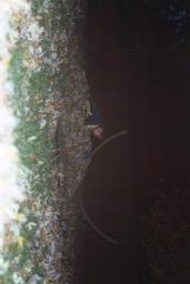 FALLLEAVES0016