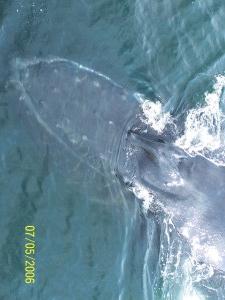 Cape Cod Whale Watching