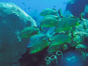 French Grunts on Davis reef