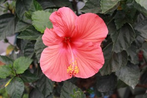 IMG_8618
