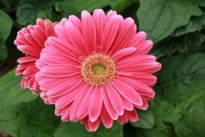 IMG_8621
