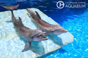 Aquarium Fintastic Friends