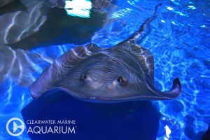 Stingray 