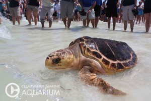 Turtle Release 