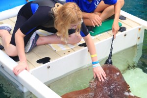 Aquarium Shark Encounter