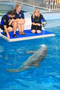 620A1162  