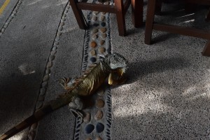 DSC 0001