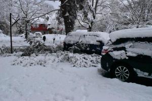 Winter Storm Finished Pine Tree